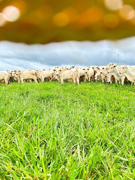 Rebaño de bovinos nellore en el proyecto de sistema de césped de alta intensidad Rancho de ganado