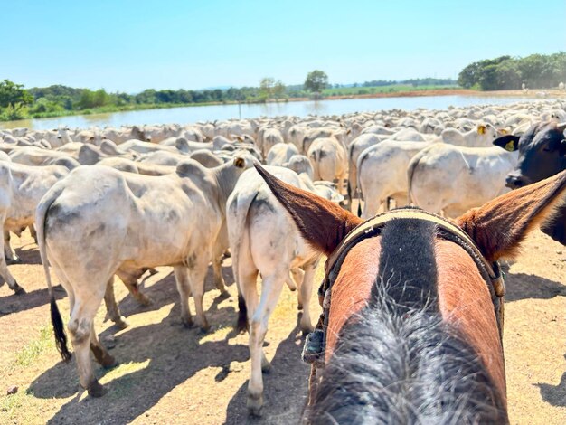 Rebaño de bovinos nellore en el proyecto de sistema de césped de alta intensidad Rancho de ganado