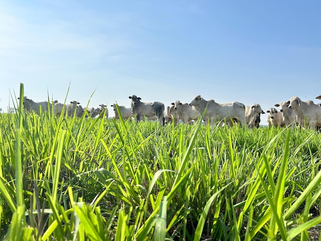 Foto rebaño de bovinos nellore en el proyecto de sistema de césped de alta intensidad rancho de ganado