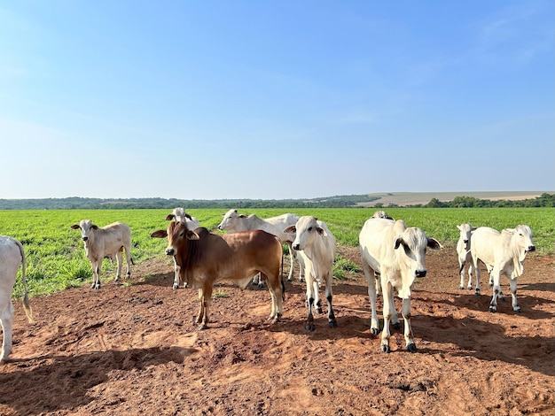 Foto rebaño de bovinos nellore en el proyecto de sistema de césped de alta intensidad rancho de ganado