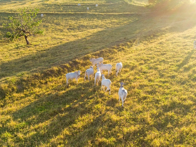 Rebaño de bueyes en pasto en Brasil al atardecer.