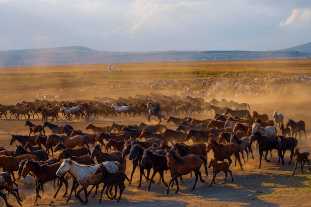 Foto un rebaño de caballos corriendo por un campo con un hombre en la espalda