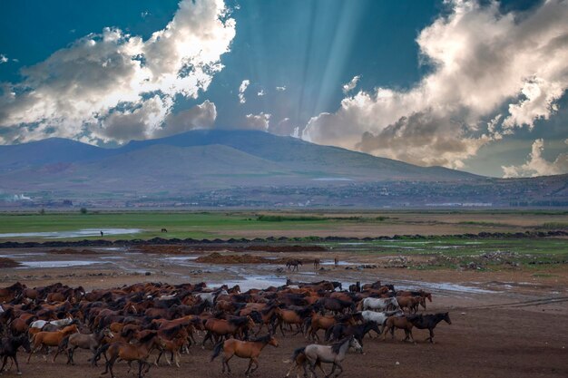 Foto un rebaño de caballos corriendo por un campo con una montaña en el fondo