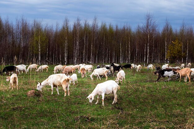 Un rebaño de cabras aparece en el campo