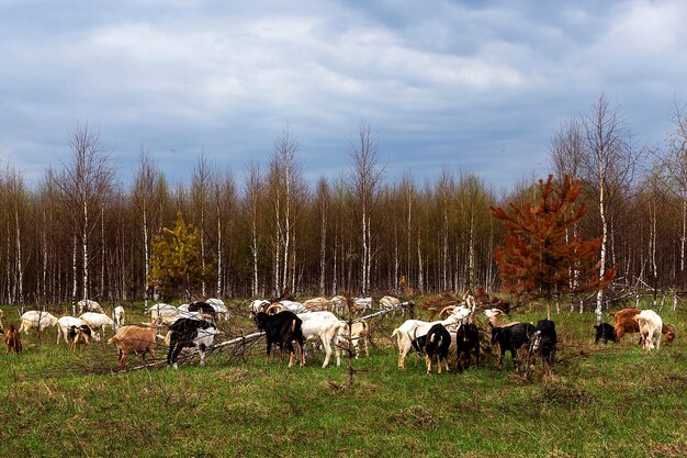 Un rebaño de cabras aparece en el campo