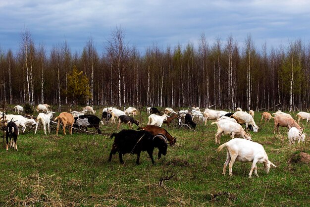 Un rebaño de cabras aparece en el campo