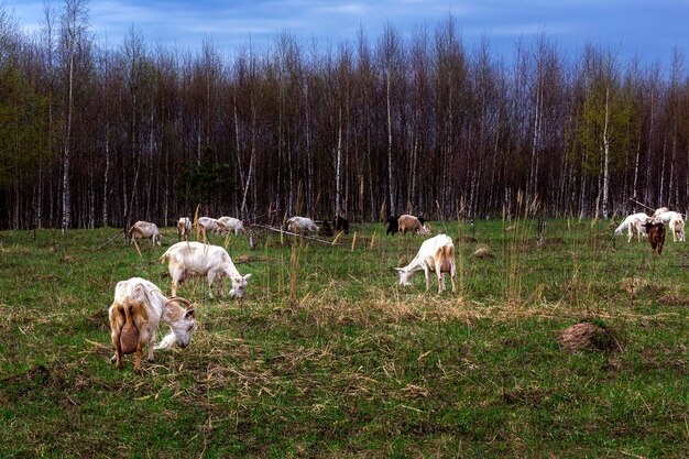 Un rebaño de cabras aparece en el campo
