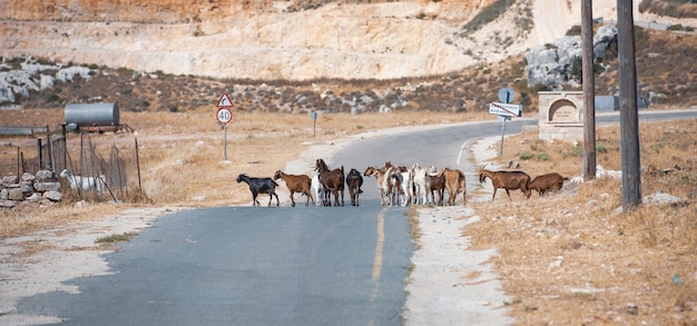 Rebaño de cabras cruzando la carretera en la zona rural de Chipre