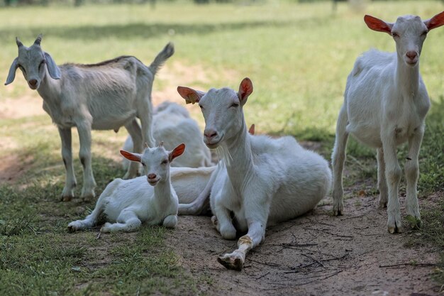 Foto un rebaño de cabras en la granja