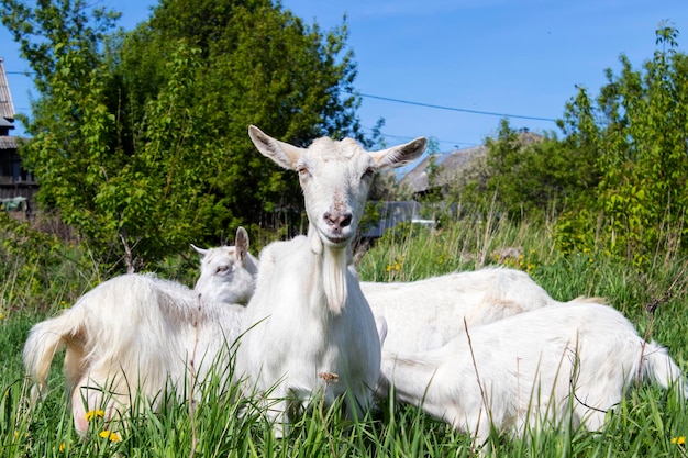 Un rebaño de cabras jóvenes blancas y marrones en un prado verde