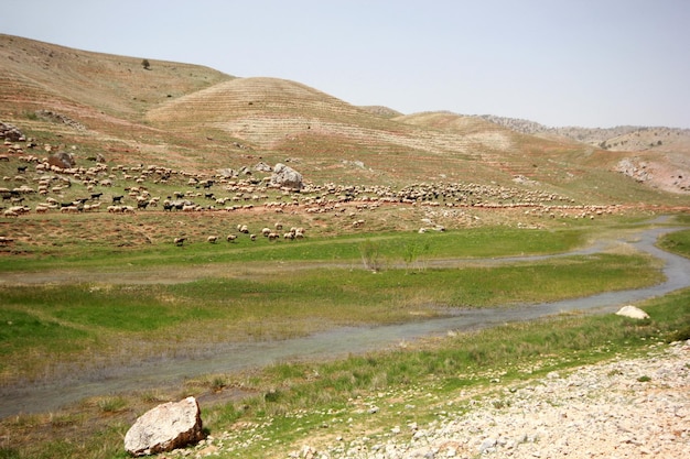 Rebaño de cabras y ovejas junto al río