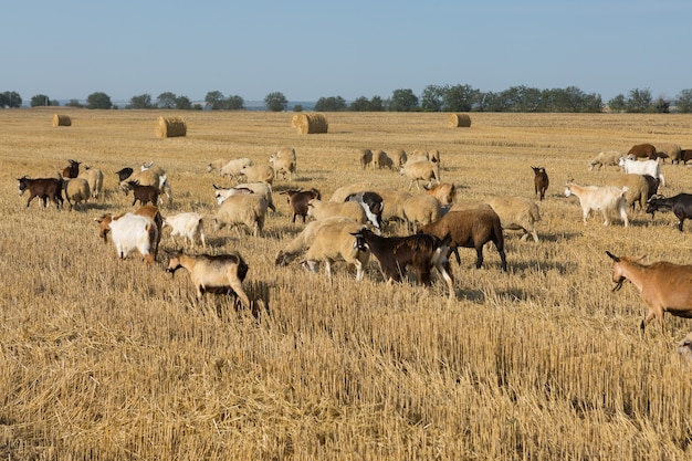 Un rebaño de cabras pasta en un campo segado después de cosechar trigo. Grandes pacas redondas de pilas.