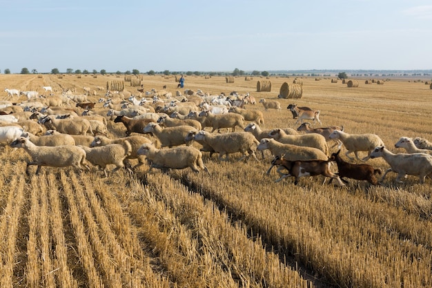 Un rebaño de cabras pastan en un campo segado después de cosechar trigo Grandes fardos redondos de pilas