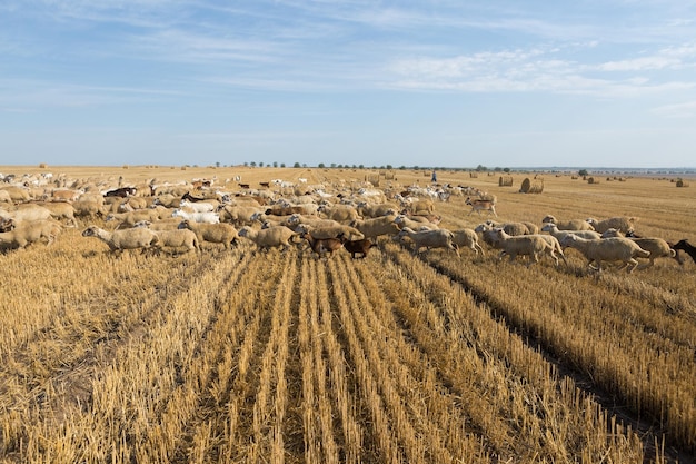 Un rebaño de cabras pastan en un campo segado después de cosechar trigo Grandes fardos redondos de pilas