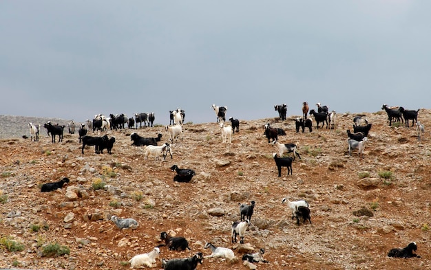 Rebaño de cabras pastando en pasto