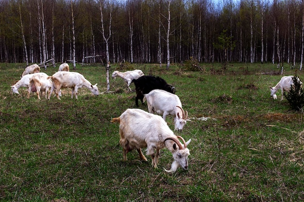 Un rebaño de cabras pastando en el prado