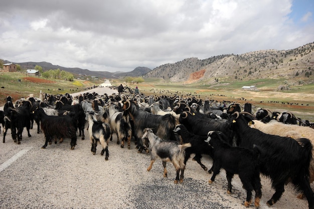 rebaño de cabras