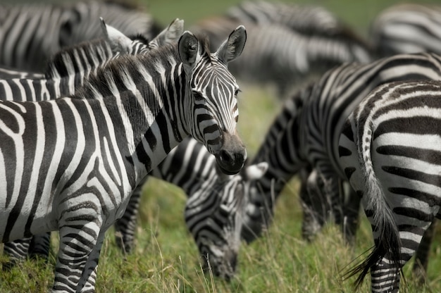 Rebaño de cebras en el Serengeti