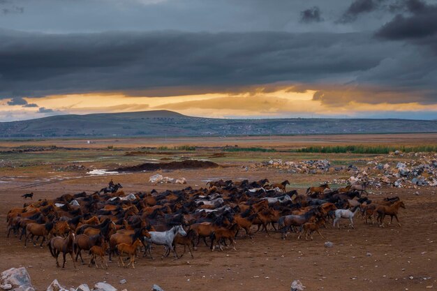 Foto un rebaño de ciervos está de pie en un campo con una montaña en el fondo