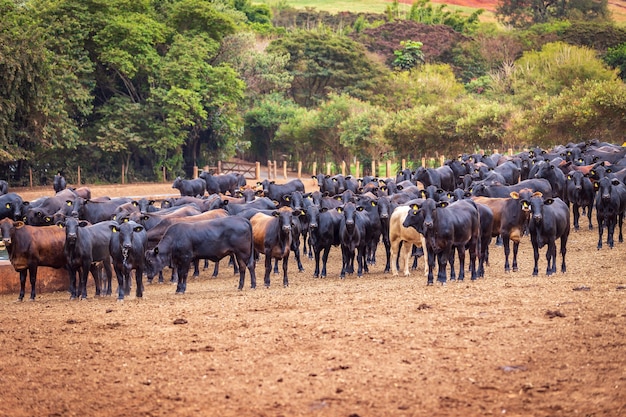 Rebaño de ganado Angus en el lote de alimentación en la campiña de Brasil