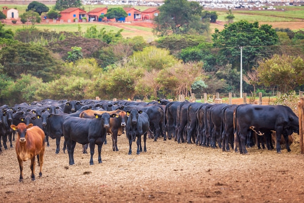 Rebaño de ganado Angus en el lote de alimentación en la campiña de Brasil