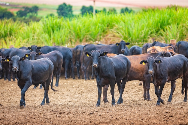 Rebaño de ganado Angus en el lote de alimentación en la campiña de Brasil