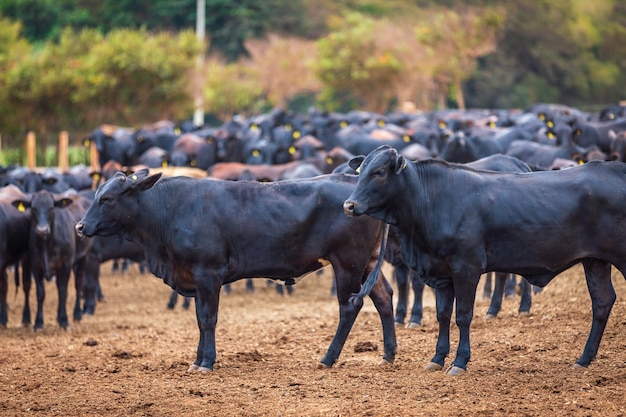 Rebaño de ganado Angus en el lote de alimentación en la campiña de Brasil