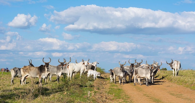 Rebaño de ganado cebú en un día soleado