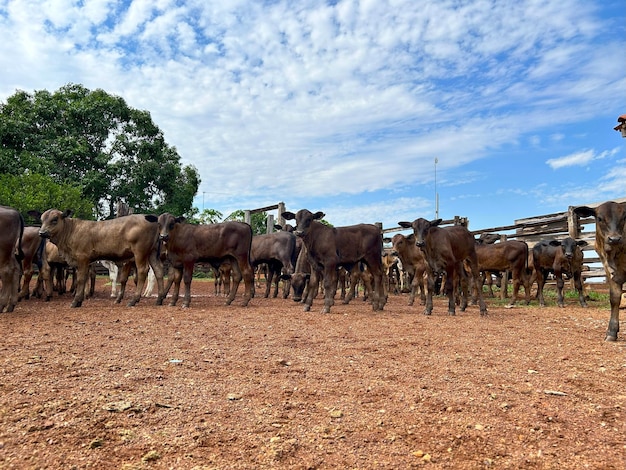 un rebaño de ganado está caminando en un campo