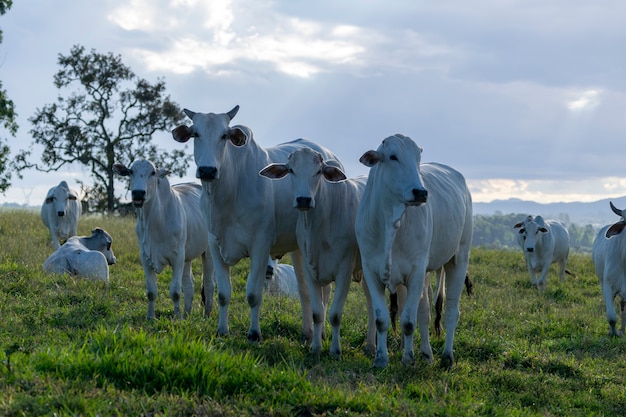 Rebaño de ganado Nelore en pasto