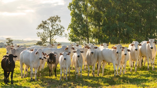 Rebaño de ganado Nelore en pastos al atardecer