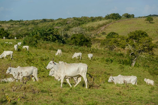 Rebaño de ganado Nelore en la Región Nordeste de Brasil