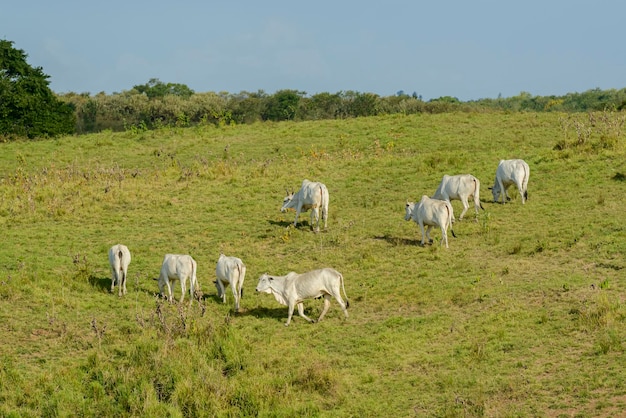 Rebaño de ganado Nelore en la Región Nordeste de Brasil