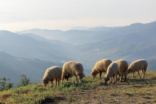 Rebaño de ovejas blancas mirando la hierba en la colina en el fondo del cielo blanco claro del valle de la mañana