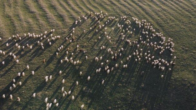 Un rebaño de ovejas camina por un campo.