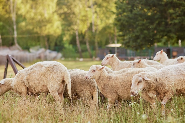 Un rebaño de ovejas camina libremente en una granja en un día soleado concepto de granja ecológica