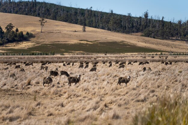 Foto rebaño de ovejas en un campo ovejas merinos pastando y comiendo hierba en nueva zelanda y australia