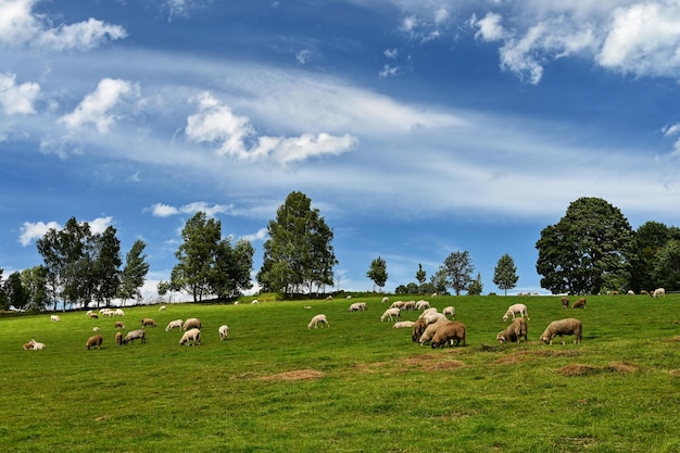 Rebaño de ovejas en un campo verde con cielo azul y sol