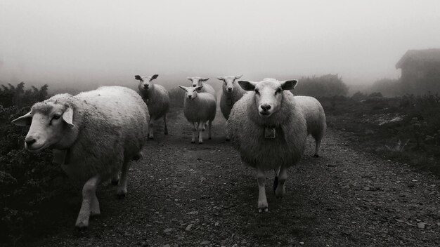 Foto rebaño de ovejas en el campo