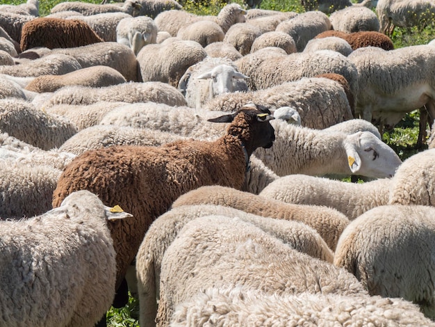 Rebaño de ovejas en el campo