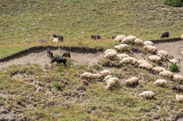 Rebaño de ovejas en la carretera, región montañosa de Georgia. Tusheti. Viaje