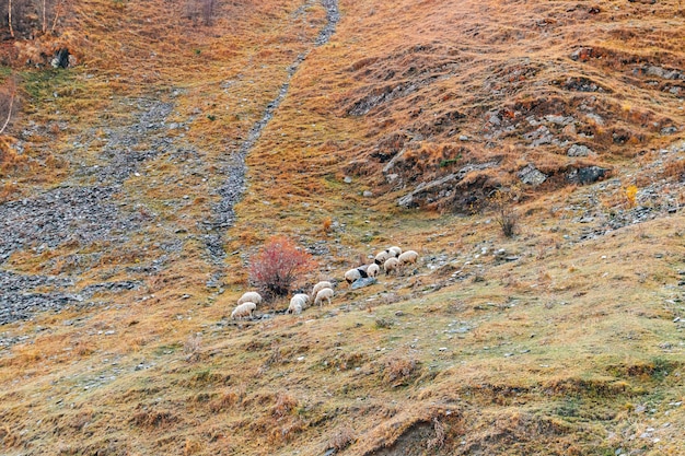 Rebaño de ovejas en las coloridas montañas.