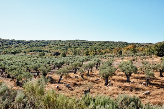 Rebaño de ovejas comiendo en campo con olivar en verano