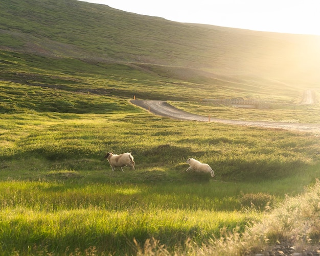 Rebaño de ovejas corriendo en el prado al atardecer junto a la carretera en verano en Islandia