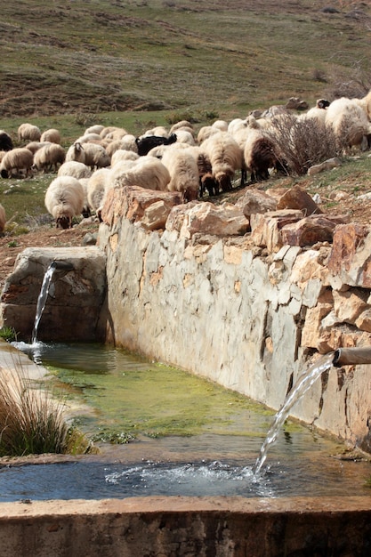 Rebaño de ovejas y fuente Agua limpia de montaña