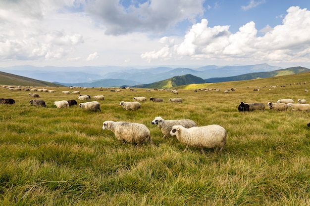 Rebaño de ovejas de granja pastando en pastos de montaña verde.