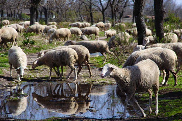 Rebaño de ovejas listas para esquilar y dar leche Ganadería extensiva y sostenible Enfoque selectivo