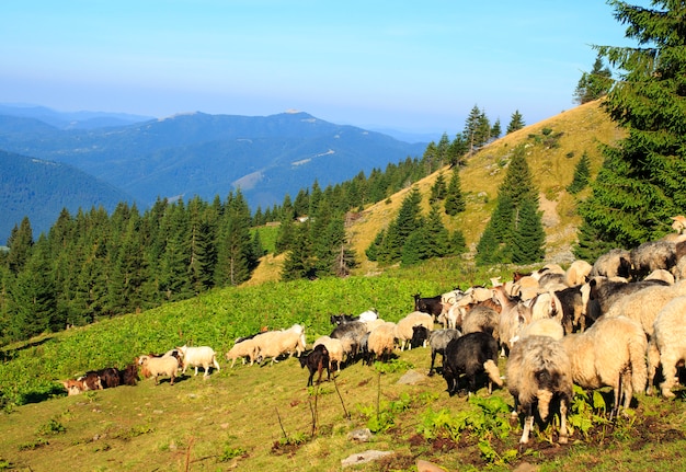 Rebaño de ovejas en las montañas. hermoso paisaje de montaña, las montañas de los Cárpatos
