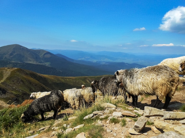 Rebaño de ovejas en las montañas. Ubicación de los Cárpatos, Ucrania.