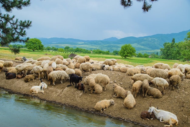 Rebaño de ovejas en las montañas. Viaja en Georgia.